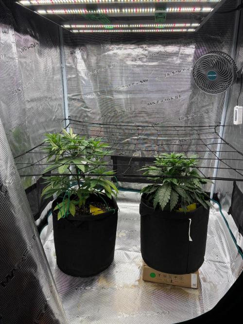 Double delight. Week 6