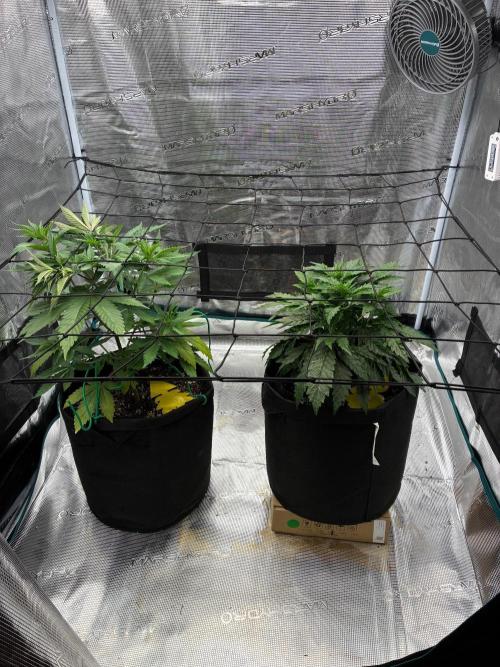 Double delight. Week 6