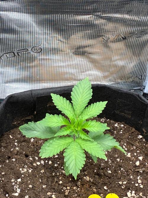 Og kush. Week 3