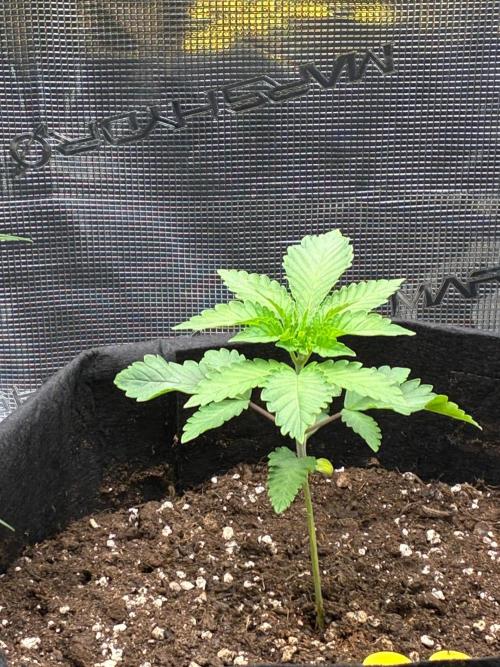 O.G. Kush. Week 3