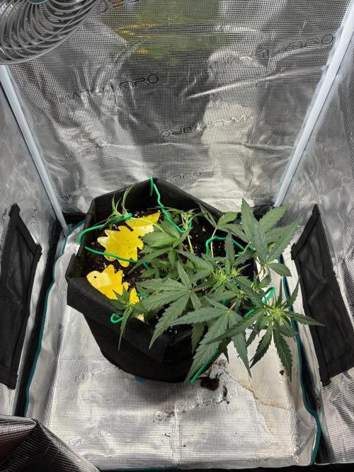 Epsilon F1 Auto. Week 4