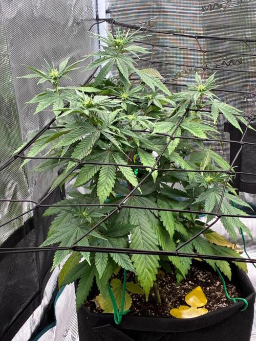 Double delight. Week 7