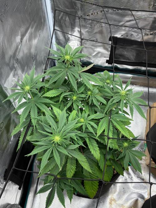 Double delight. Week 7