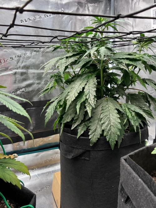 Double delight. Week 7