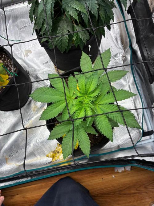 O.G. Kush. Week 4
