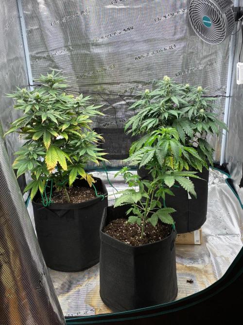 Double delight. Week 8