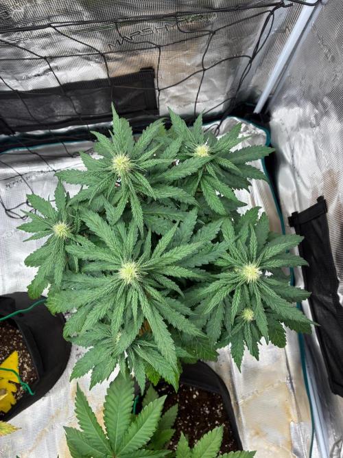 Double delight. Week 8
