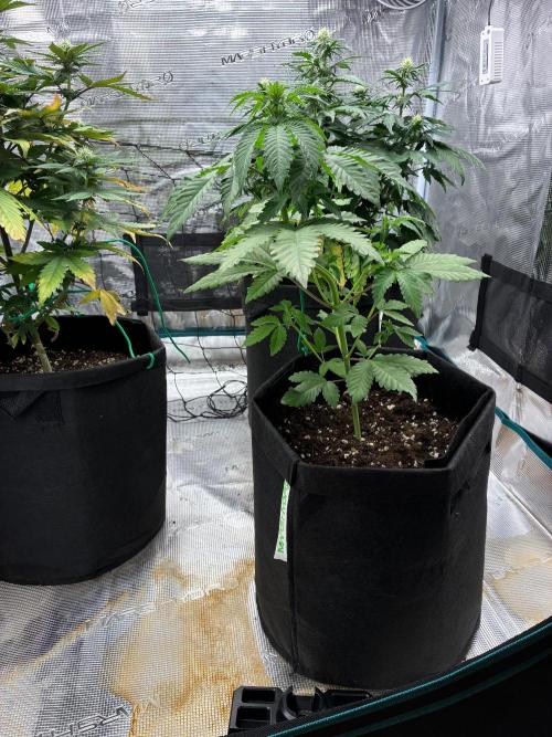Og kush. Week 5