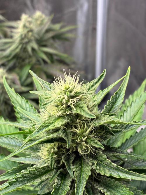 Og kush. Week 8