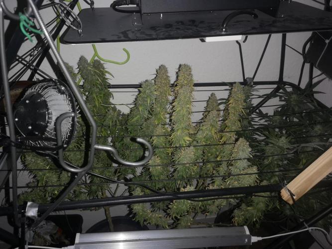 Drying Reck grow. Week 8