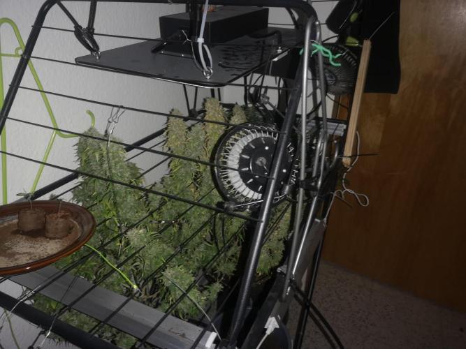 Drying Reck grow. Week 8