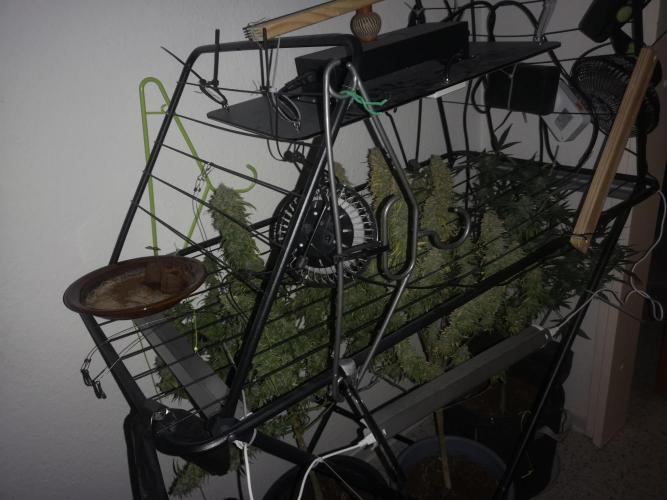 Drying Reck grow. Week 8