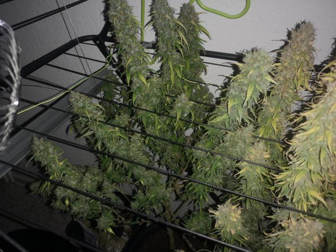 Drying Reck grow. Week 8