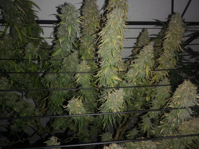 Drying Reck grow. Week 8