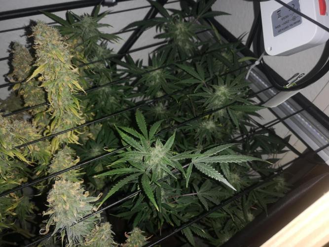 Drying Reck grow. Week 8