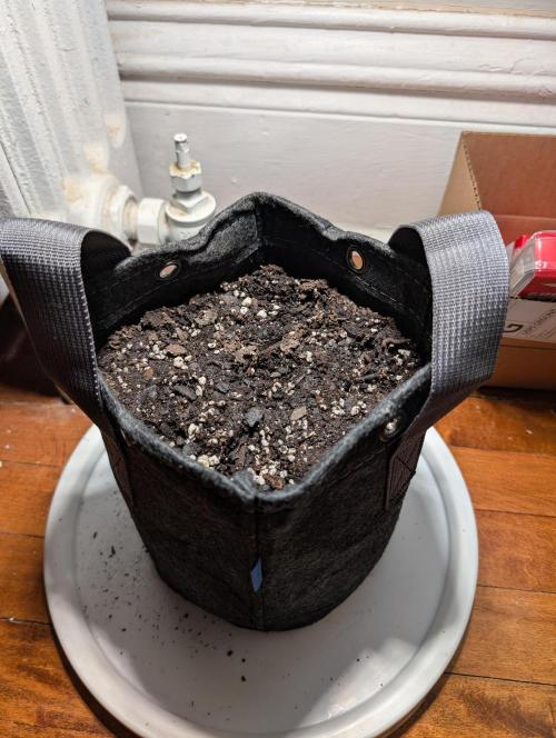 Educational grow (pot only). Week 0 - Not enough soil😔