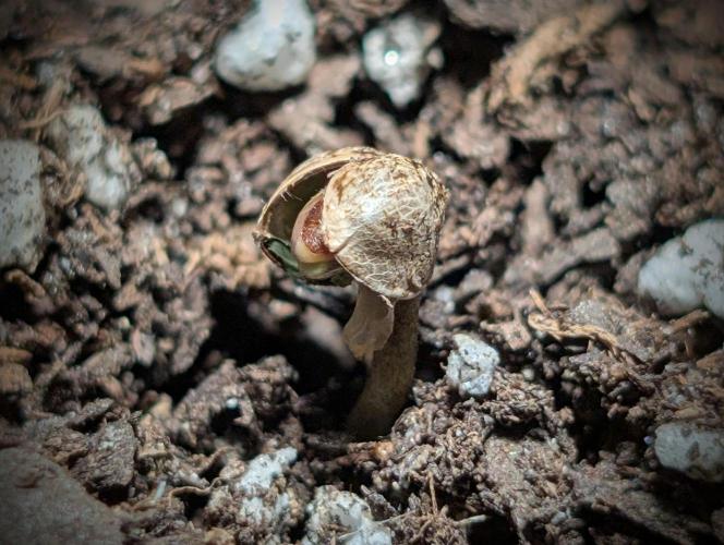 Educational grow (pot only). Week 0 - Cannababy! (3/25)