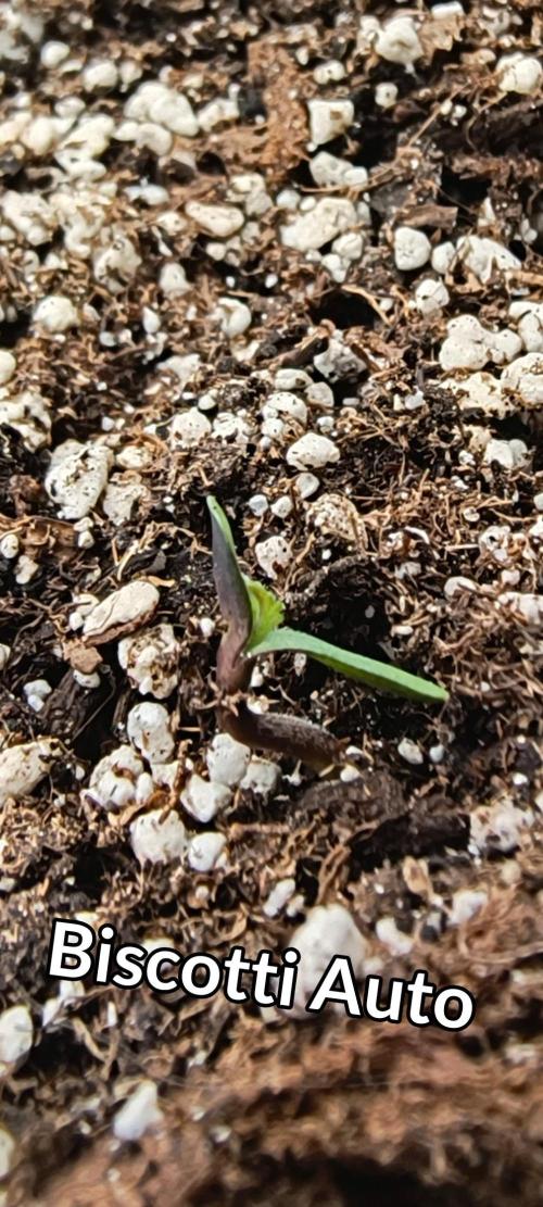 Starfire's garden. Week 0