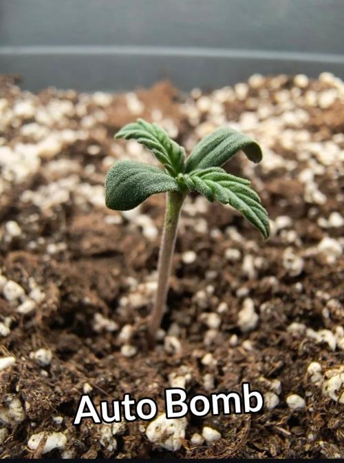 Starfire's garden. Week 1