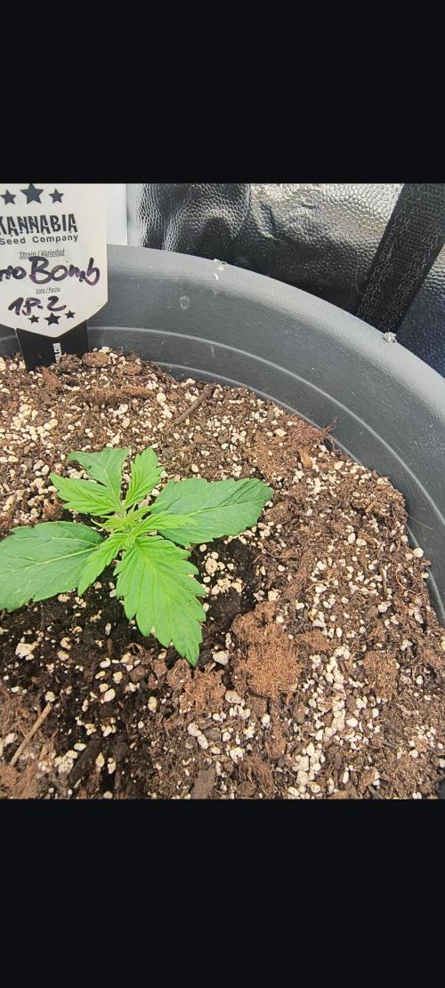Starfire's garden. Week 2 - Auto bomb