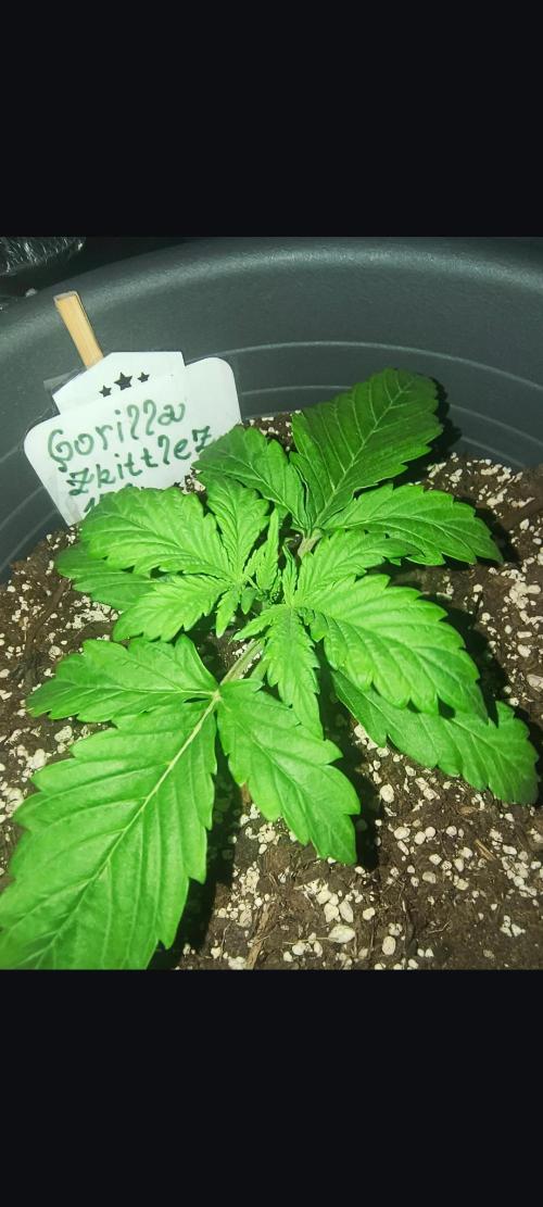 Starfire's garden. Week 2 - 🦍