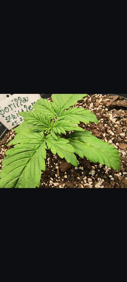 Starfire's garden. Week 2 - 🦍