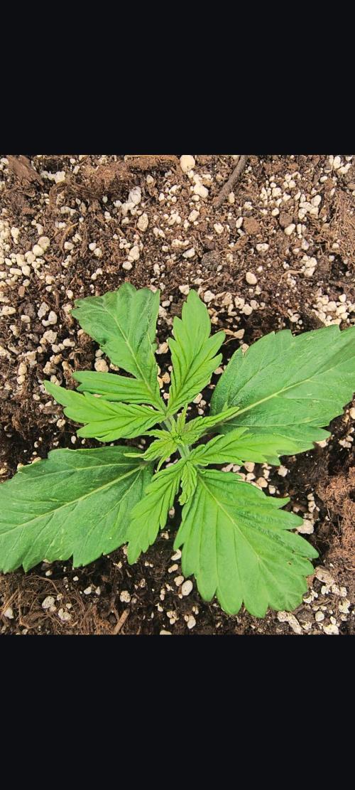 Starfire's garden. Week 2 - 🦍