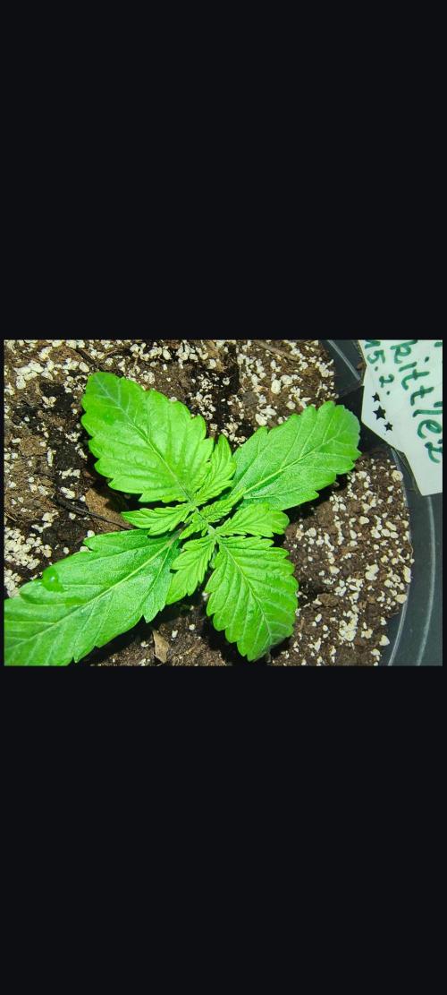 Starfire's garden. Week 2 - Gorilla 🦍
