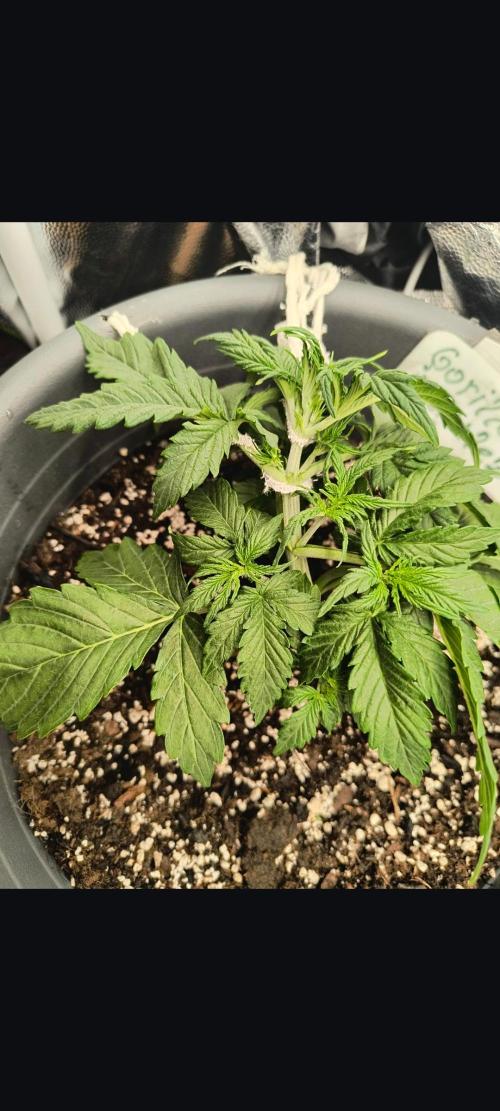 Starfire's garden. Week 3