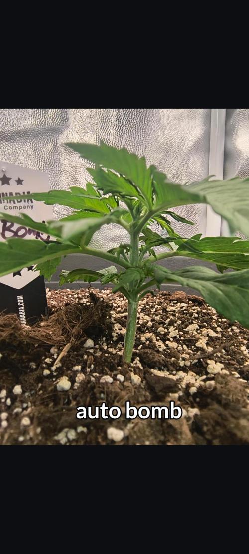 Starfire's garden. Week 3