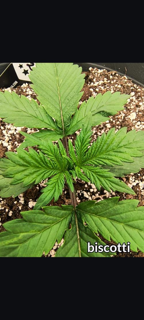 Starfire's garden. Week 3