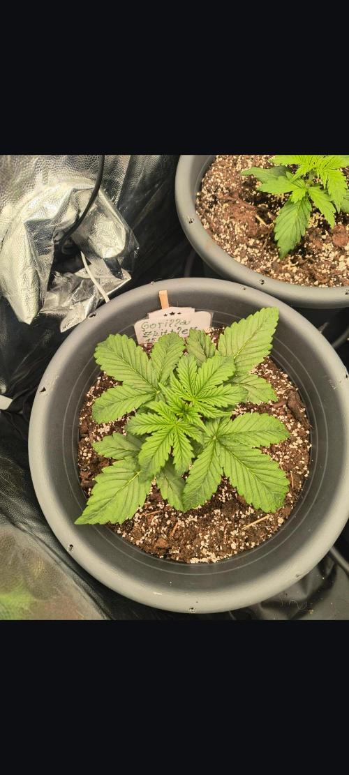 Starfire's garden. Week 3