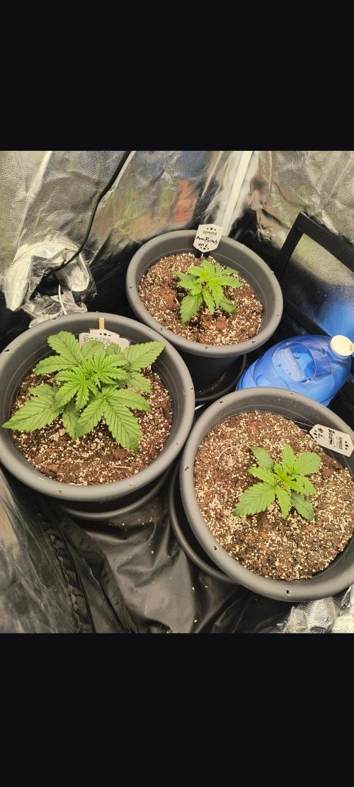 Starfire's garden. Week 3