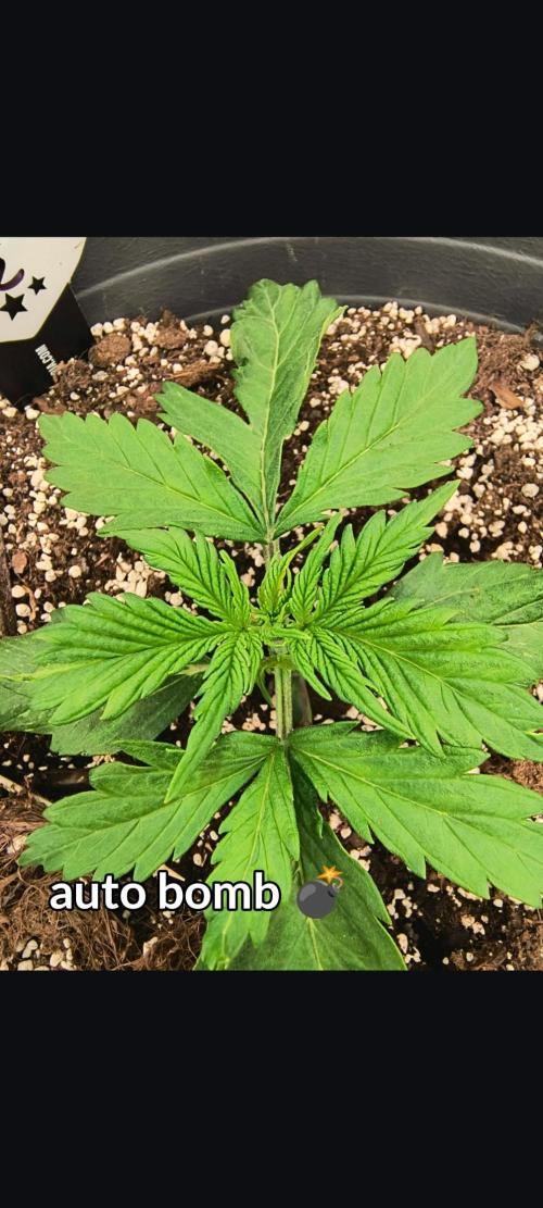Starfire's garden. Week 3