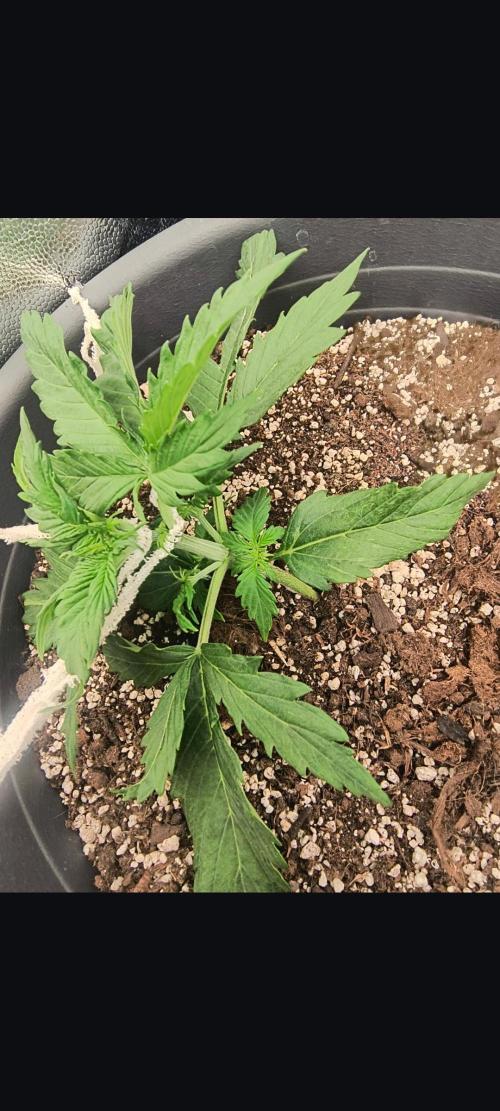 Starfire's garden. Week 3