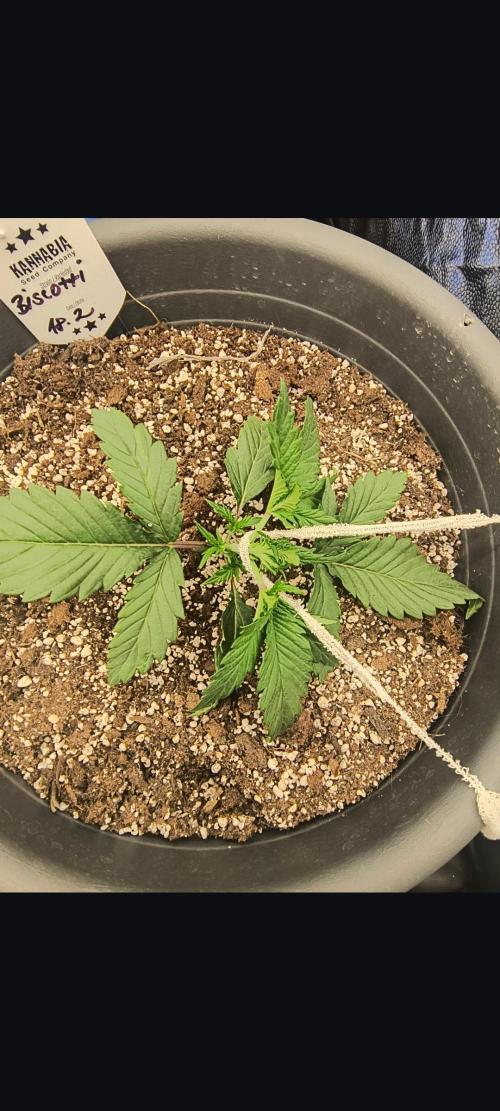 Starfire's garden. Week 3