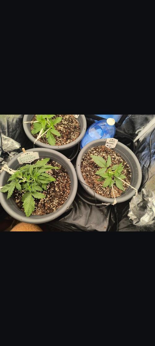 Starfire's garden. Week 3