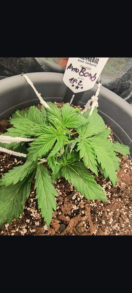 Starfire's garden. Week 3