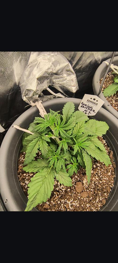 Starfire's garden. Week 3
