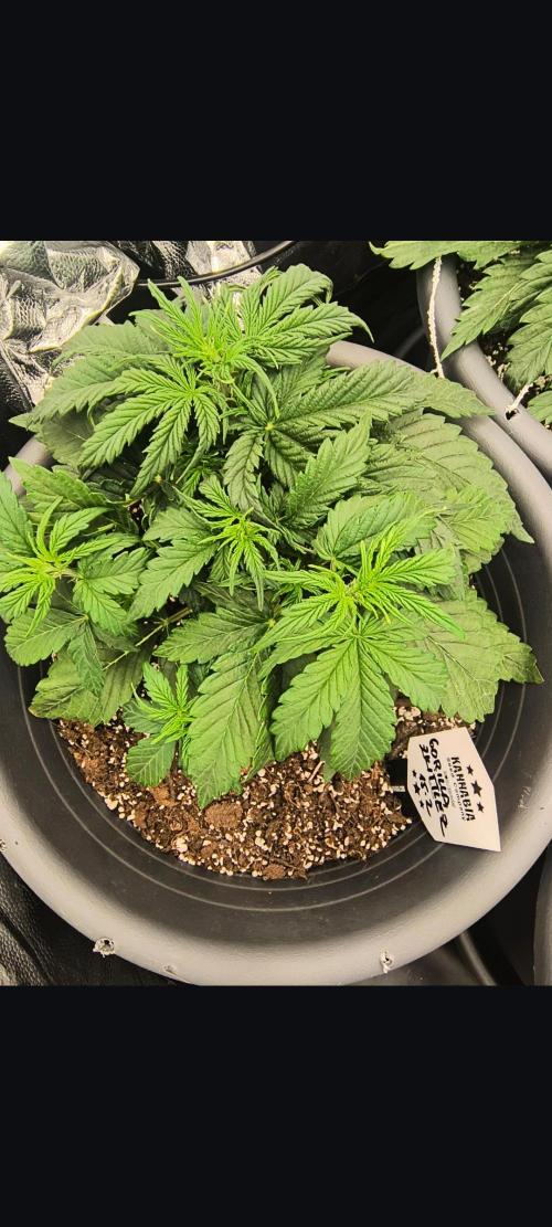Starfire's garden. Week 4