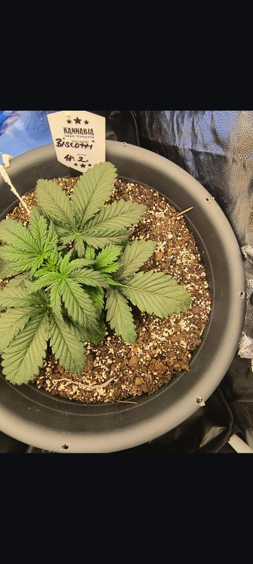 Starfire's garden. Week 4