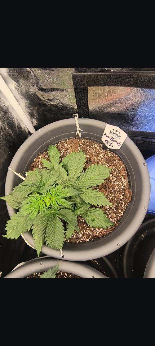 Starfire's garden. Week 4