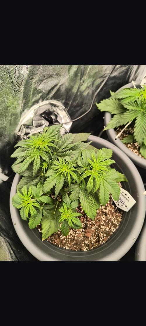 Starfire's garden. Week 4