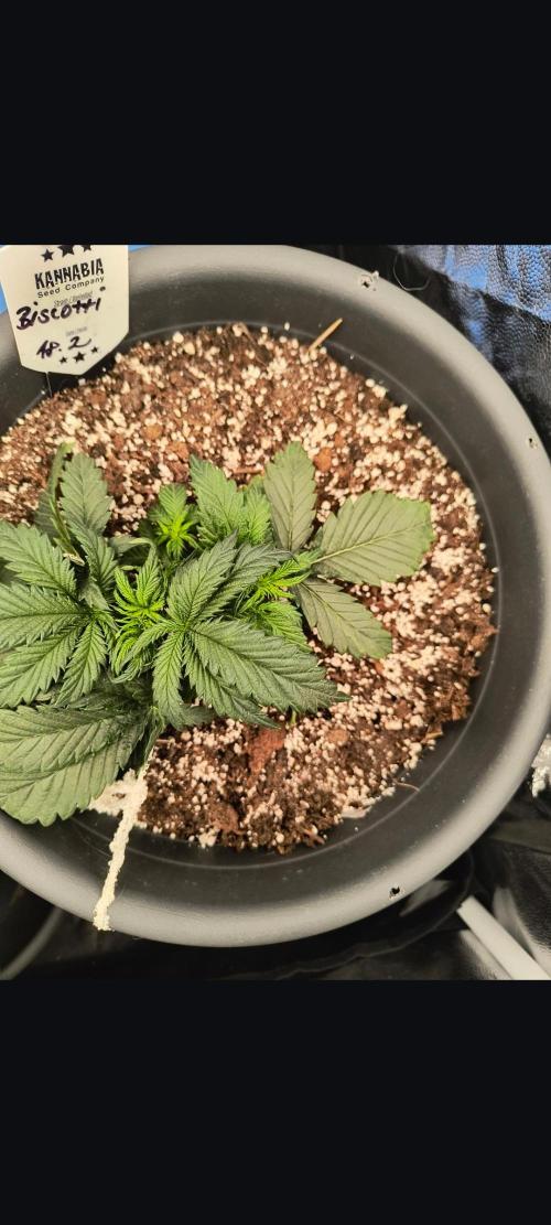 Starfire's garden. Week 4