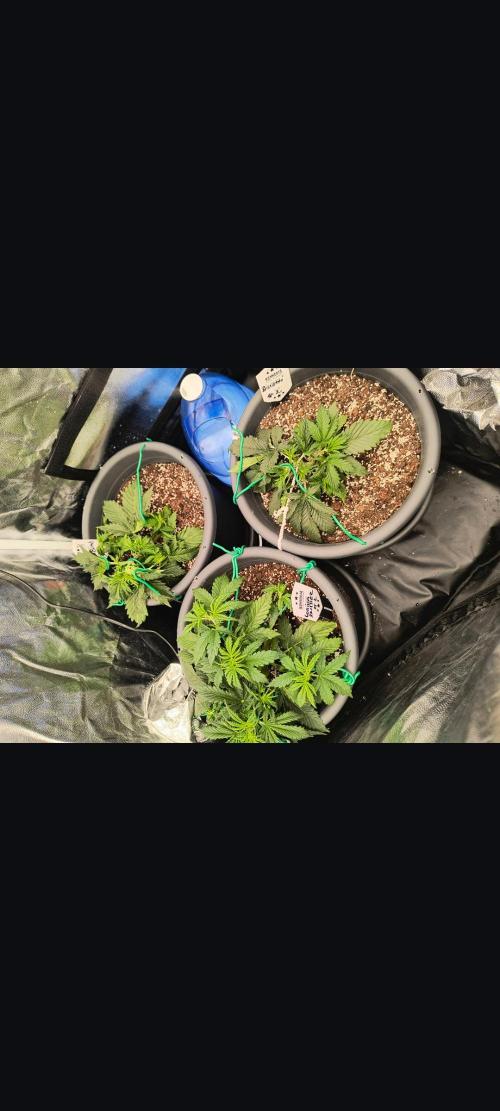 Starfire's garden. Week 4