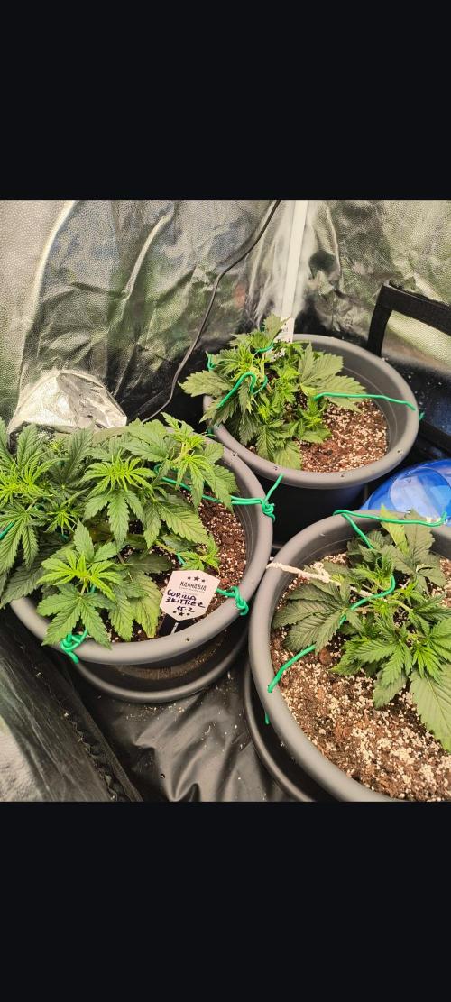 Starfire's garden. Week 4