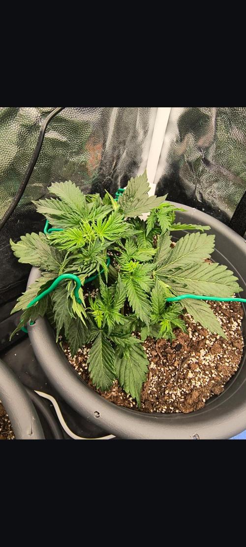 Starfire's garden. Week 4