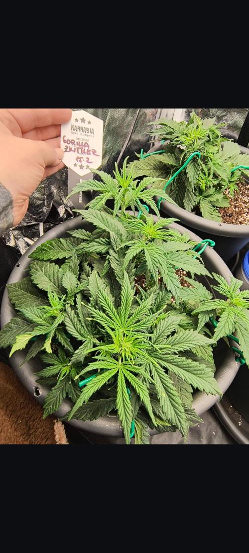 Starfire's garden. Week 4