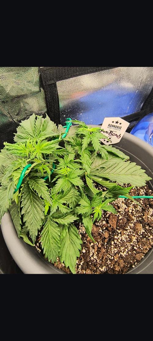Starfire's garden. Week 4