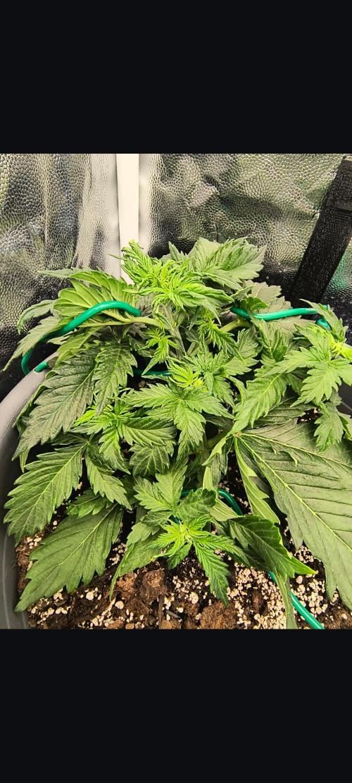 Starfire's garden. Week 4